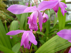 Leicester Botanic Garden