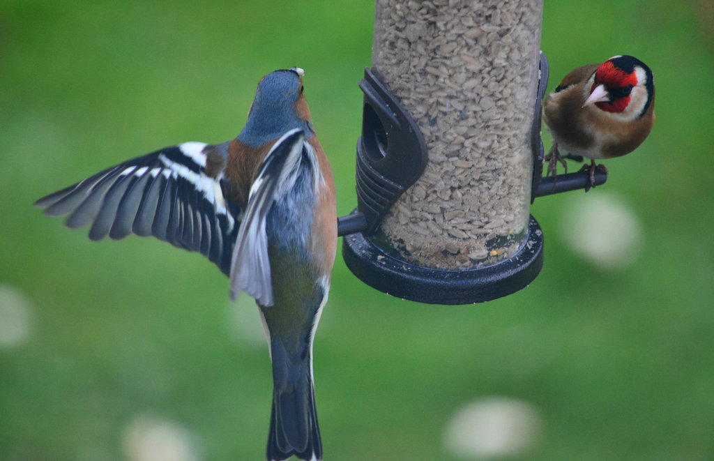 Chaffinch and Goldfinch