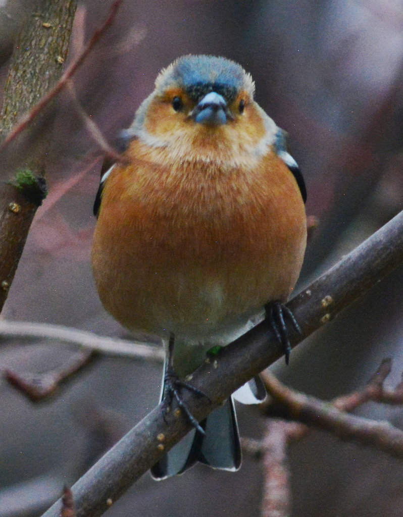 Male Chaffinch