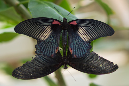 Schmetterling DSC00689