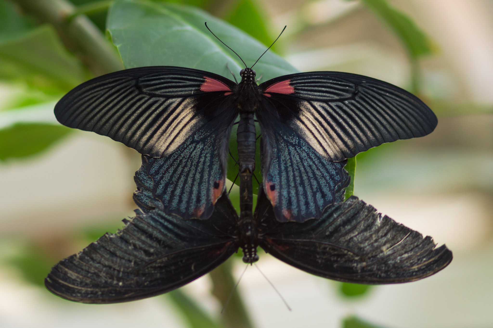 Schmetterling DSC00689