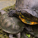 Schildkröten DSC00675