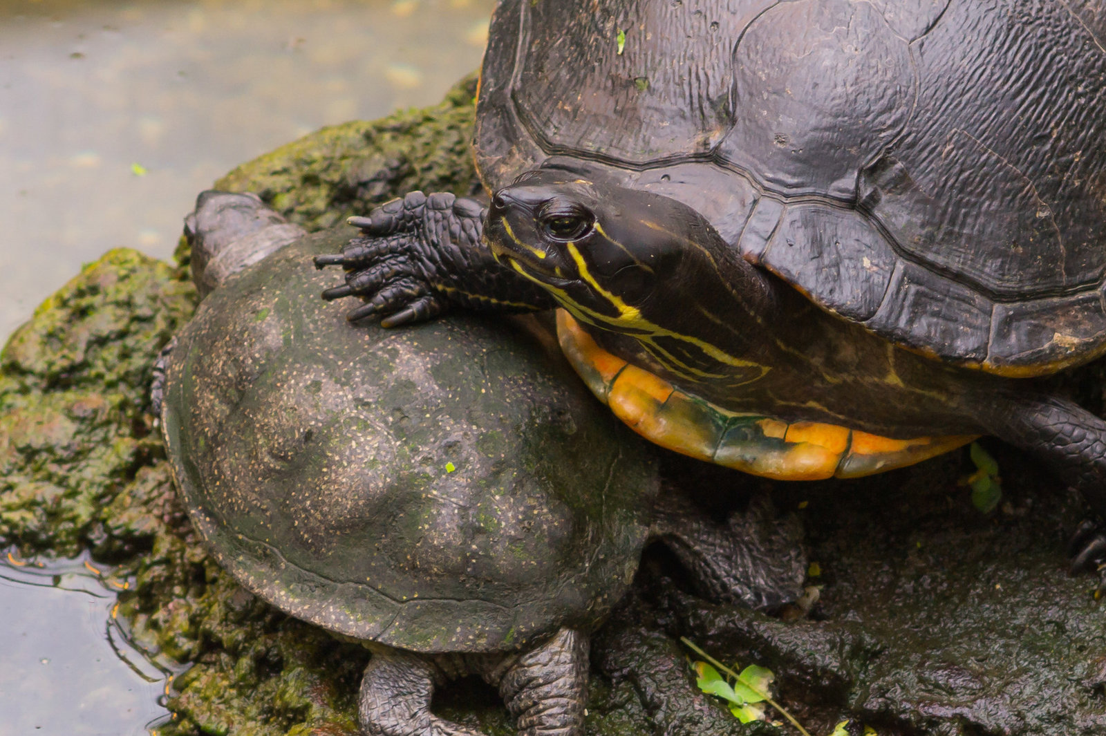 Schildkröten DSC00675