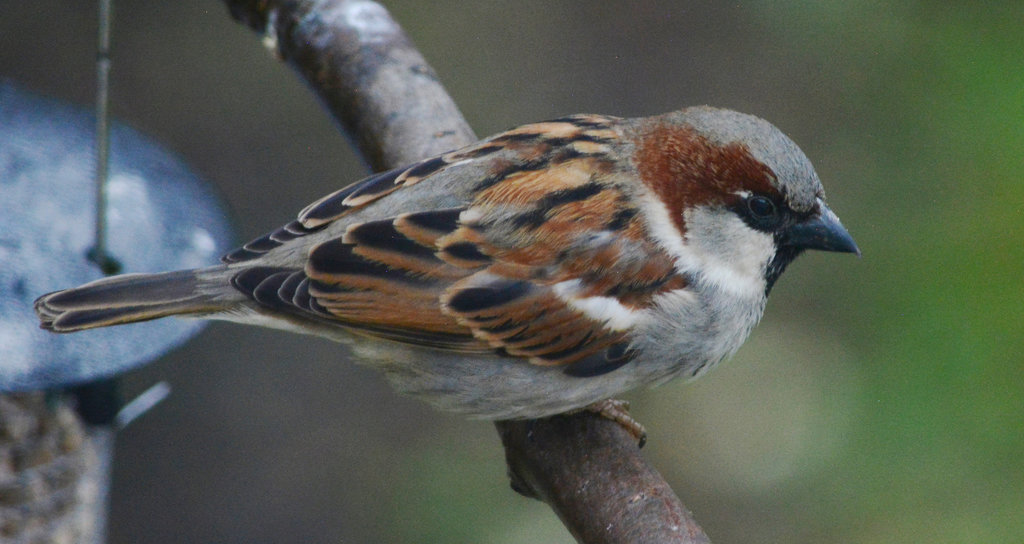 House Sparrow