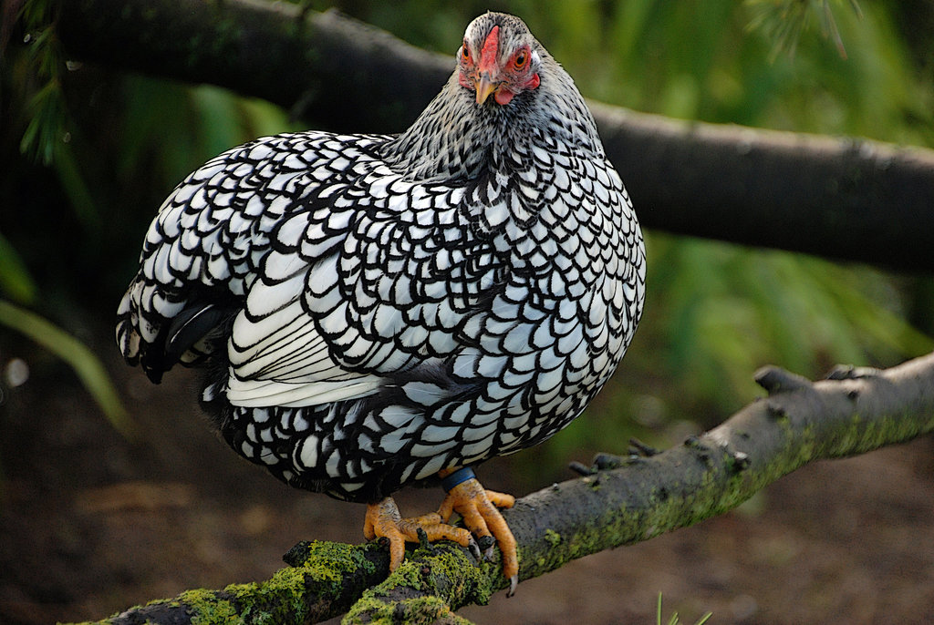 Sans coq , dois-je informer ma poule wyandotte qu'elle ne connaîtra jamais l'amour