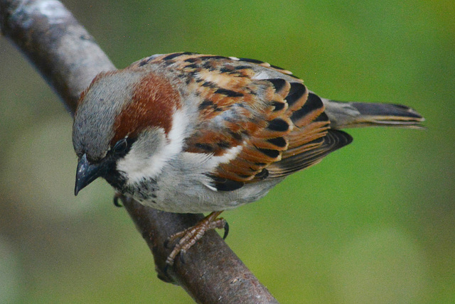 House Sparrow