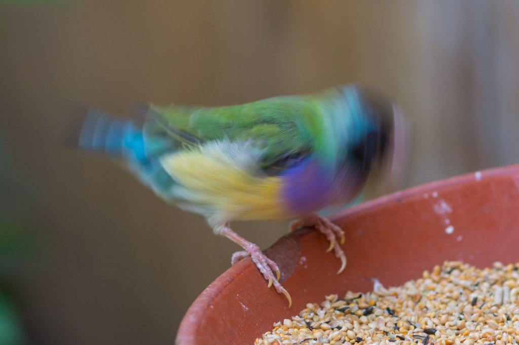 Vogel DSC00694