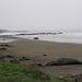 CA-1 Piedras Blancas Elephant Seals 3670a