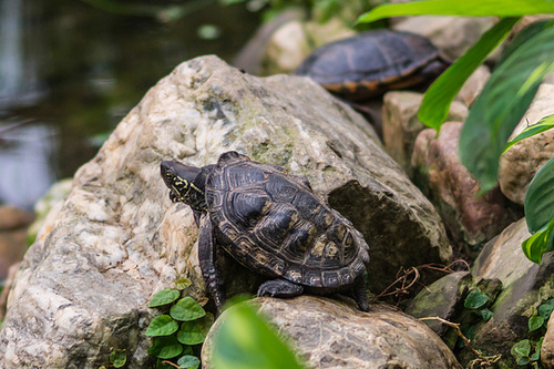 Schildkröten DSC00679