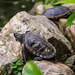 Schildkröten DSC00679