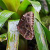 Schmetterling DSC00658