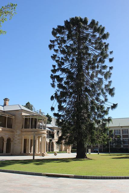 Lone Bunya Pine