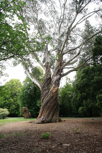 Spiralling eucalyptus