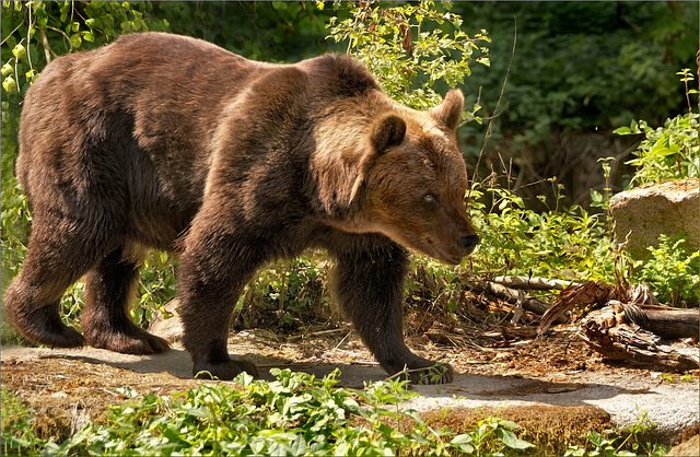 Hier kommt der Bär