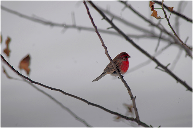 House Finch