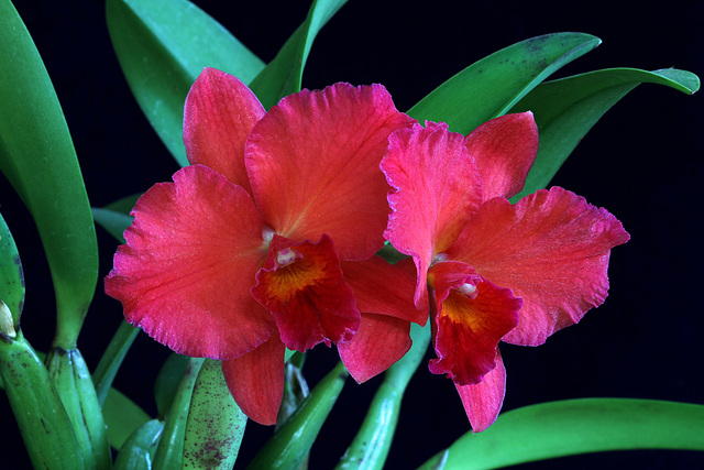 Sophrolaeliocattleya Circle of Life