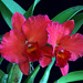 Sophrolaeliocattleya Circle of Life