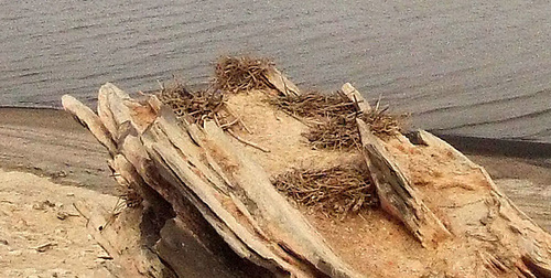 Mullet Island (0632A)