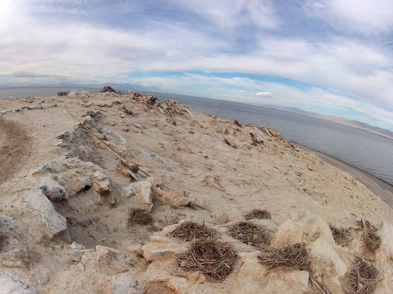 Mullet Island (0671)