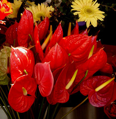 Swanston Street flower stall_2