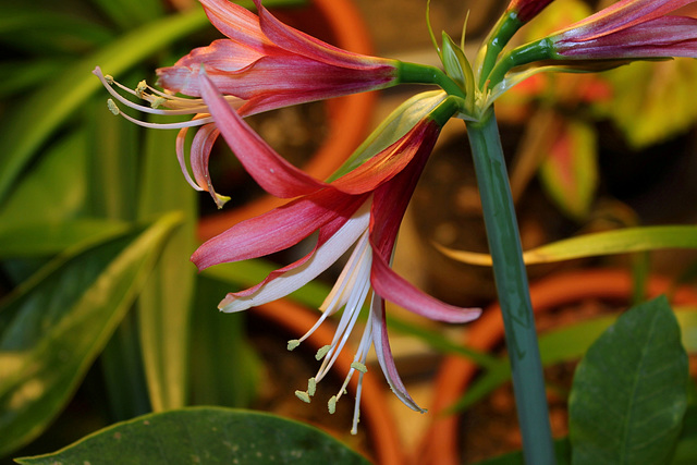 Hippeastrum cybister 'Reggae ' (2)