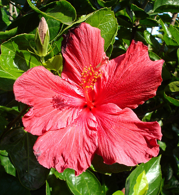 hibiscus sundial