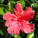 hibiscus sundial
