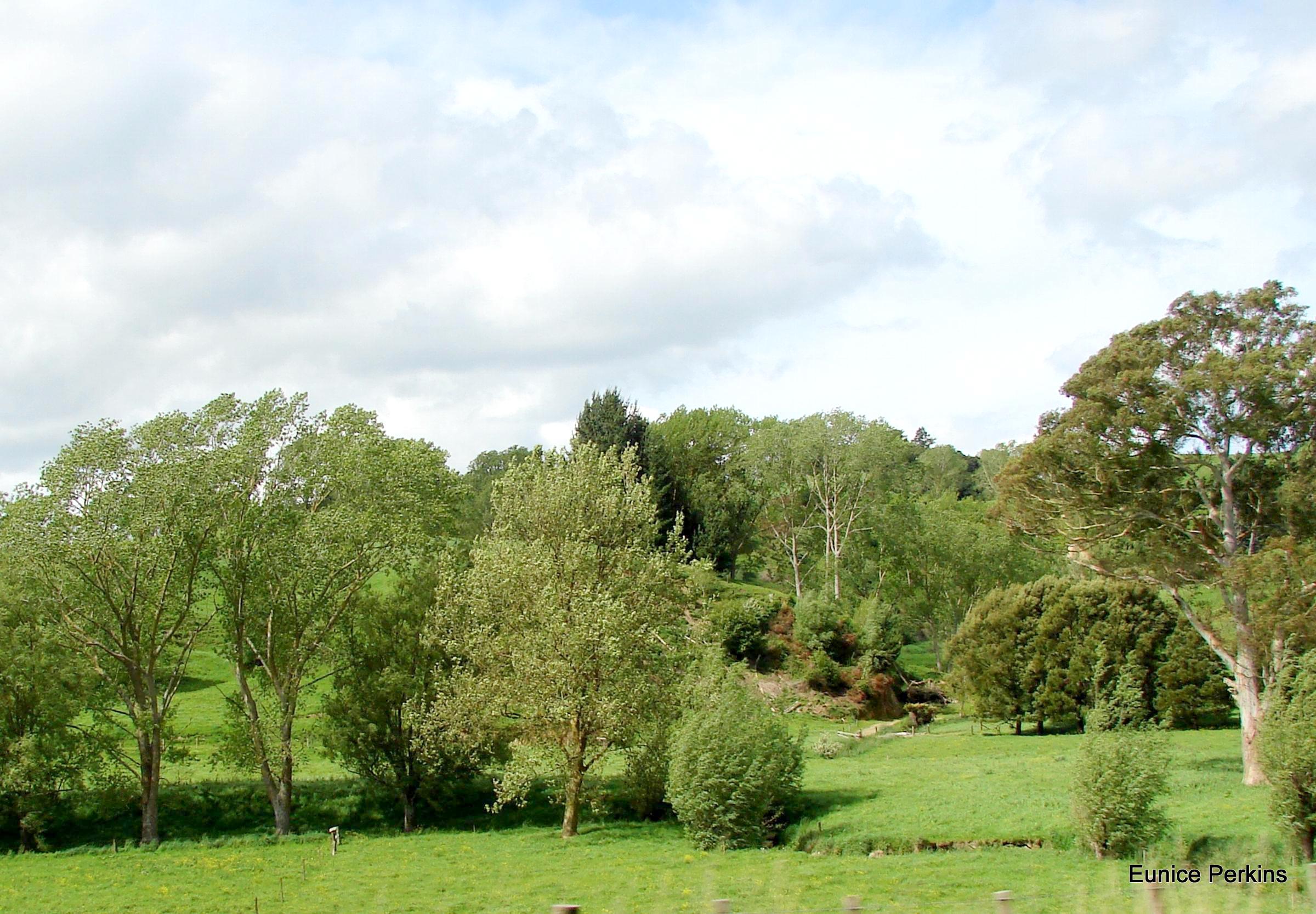 Trees and sky