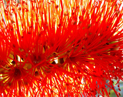 Callistemon macro backlit