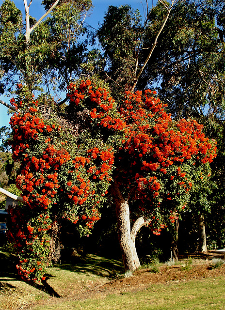 Red-flowering gum (Corymbia ficifolia)