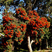 Red-flowering gum (Corymbia ficifolia)