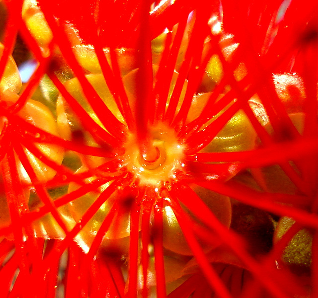 Callistemon macro