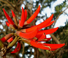 coral tree flower