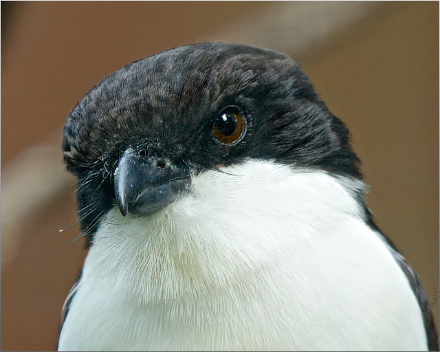 Portrait (2) Long-tailed Fiscal