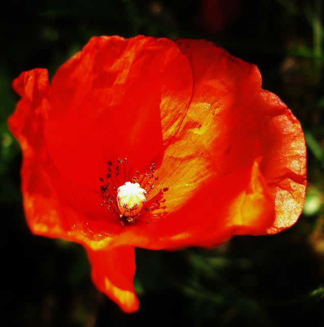 impressionistischer Mohn