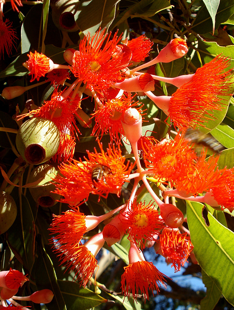 Red-flowering gum (Corymbia ficifolia), flowers_1