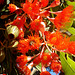 Red-flowering gum (Corymbia ficifolia), flowers_1