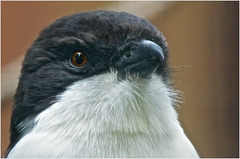 Portrait (1) Long-tailed Fiscal