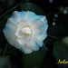 CAMELIA