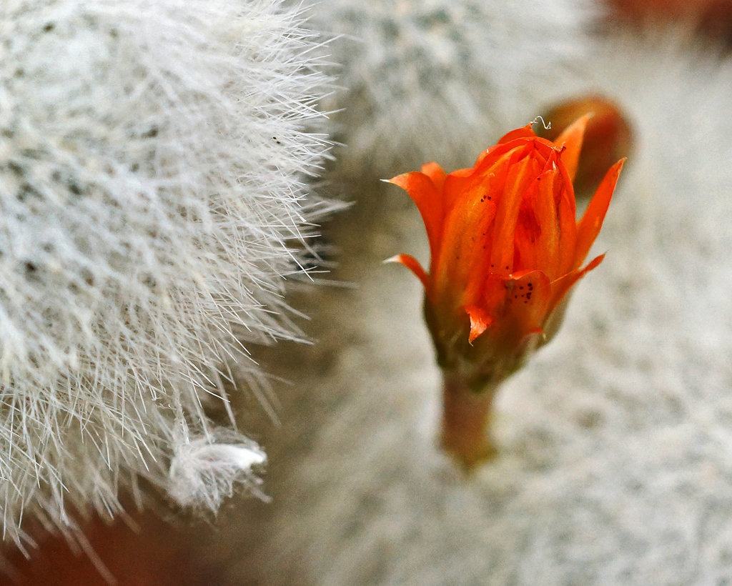 Snowball Cactus, Take #2 – Botanical Garden, Montréal, Québec