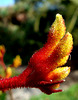 Kangaroo Paw_1