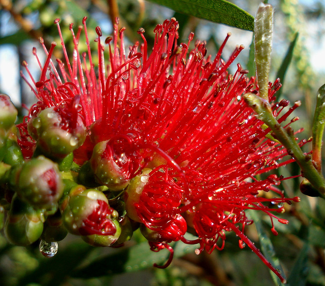 callistemon unfurling