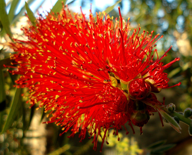 callistemon fireworks in the evening sun