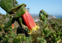 Wilson's Promontory flower