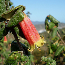 Wilson's Promontory flower