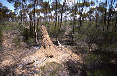 Termite mound