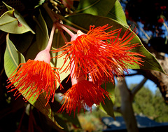Red-flowering gum (Corymbia ficifolia), flowers_2