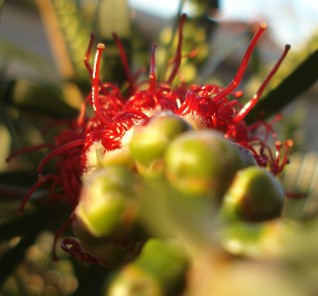 callistemon flower just unfurling