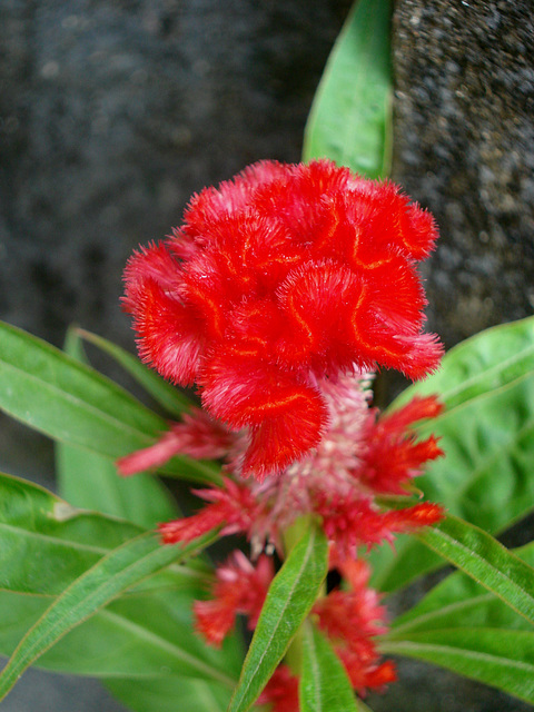 rote Staubwedelblume