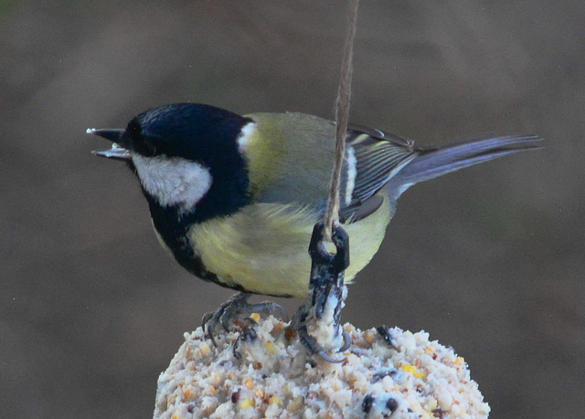 Great Tit